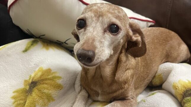 IMG_0235 Author's old puppy laying down on a blanket