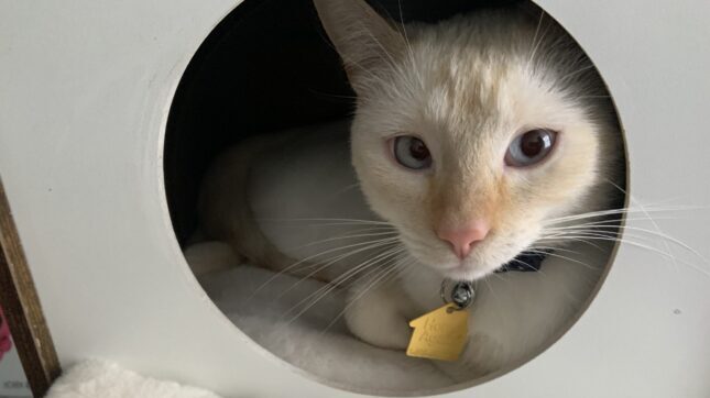 IMG_7012 Author's cat laying down in his cat house